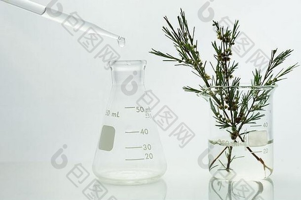 玻璃下降瓶Herbal植物烧杯白色医疗科学实验室背景