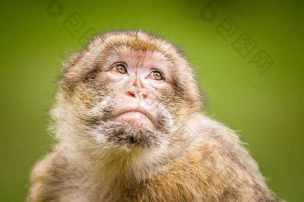 特伦瑟姆猴子森林里的一只巴巴拉猕猴