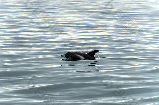 white-beaked海豚[拉格罗林丘斯albirostris]冰冷蓝色的水域科尔格拉法峡湾格伦达峡湾