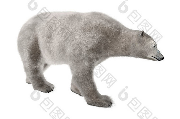 数字渲染极地熊走孤立的白色背景