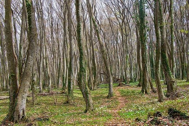 格鲁吉亚森林树木和环境，春季野生。