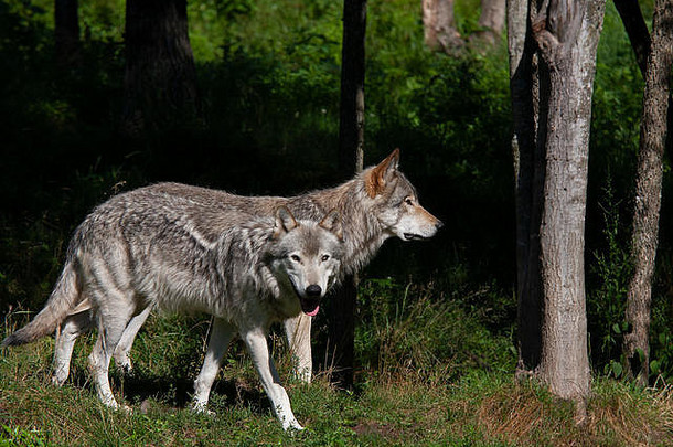 在加拿大秋天，森林狼或灰狼（犬科狼疮）<strong>狼群</strong>一起站在岩石峭壁上