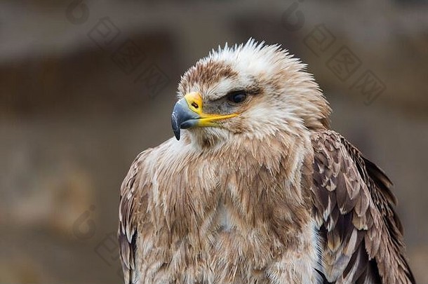 阿奎拉·希拉卡（aquila heliaca）的侧面图——更为人所知的东方帝王鹰（Easter Imperial Eagle）。头部朝左的猛禽肖像。眼睛、喙、羽毛。