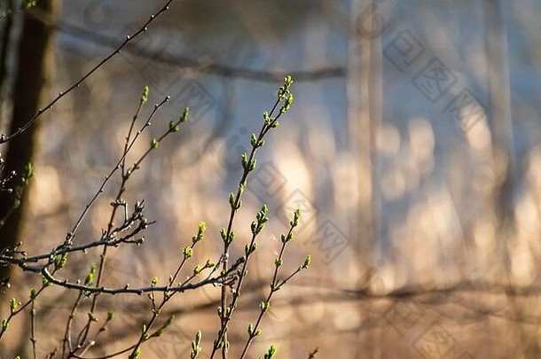 春天，小绿叶在森林里发芽发芽。阳光明媚的大自然年轻植物唤醒明亮的光的颜色