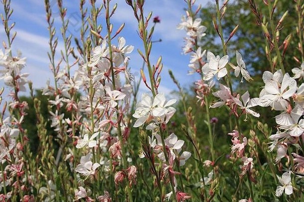 在浪漫的花园里，高拉·林德海默（gaura lindheimeri）的白色小花或在晨曦中飞舞的蝴蝶在蓝天下<strong>绽放</strong>着<strong>梦</strong>幻般的花朵