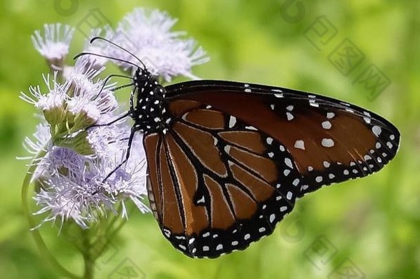 近距离拍摄一只帝王蝶坐在草地上的紫色<strong>花</strong>朵上