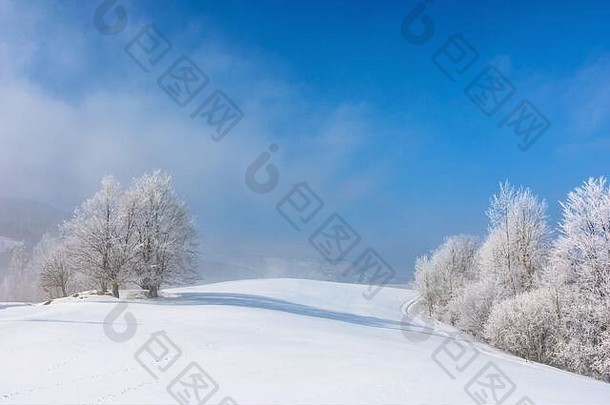 白霜覆盖的小山上的一束树。阳光明媚的早晨景色。蓝天下有雾的天气。美丽童话般的白雪公主冬天的风景