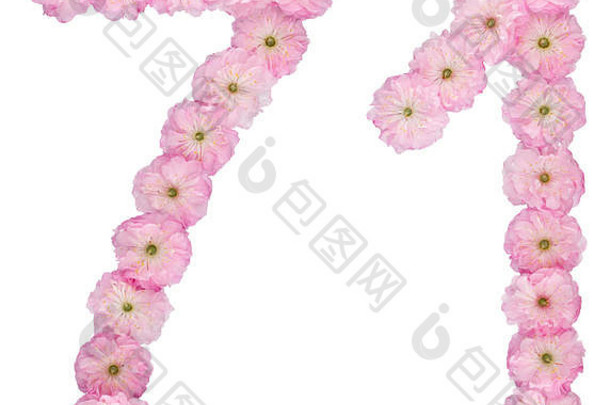 数字71，71，取自杏树的天然粉色花朵，在白色背景上分离