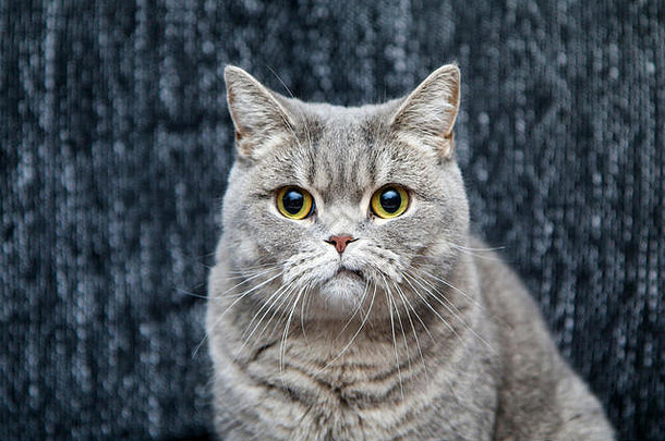 这只可爱的英国猫坐在沙发上，看起来有点怀疑和紧张，因为它有一张弯曲的嘴。