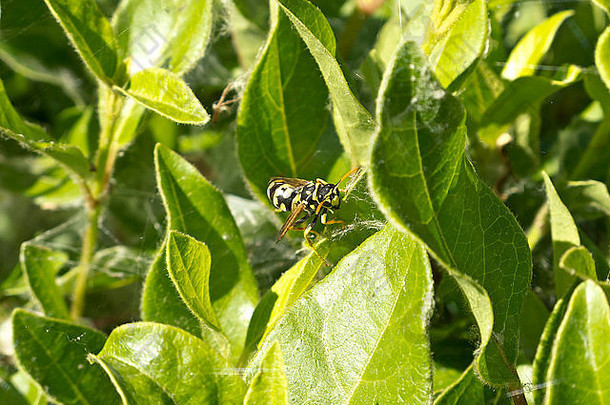一只普通的黄蜂在阳光明媚的日子栖息在灌木丛的绿叶上，西班牙卡塞雷斯。