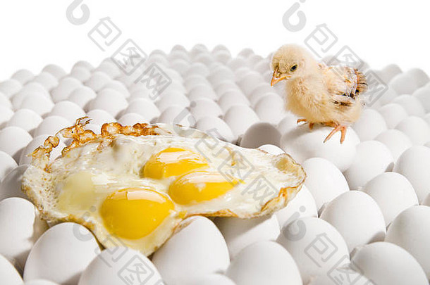 一只黄色的鸡，在许多鸡蛋上筑巢，背景为白色，被隔离
