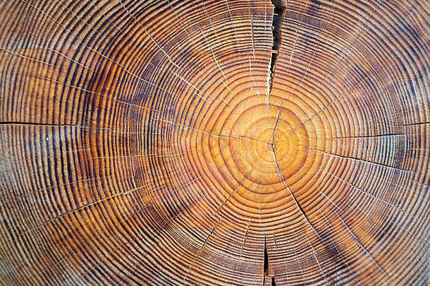 木芯的特写视图。锯开的成熟树木部分，有裂缝和年轮，表明它的年龄。天然有机纹理，表面有裂纹和粗糙。