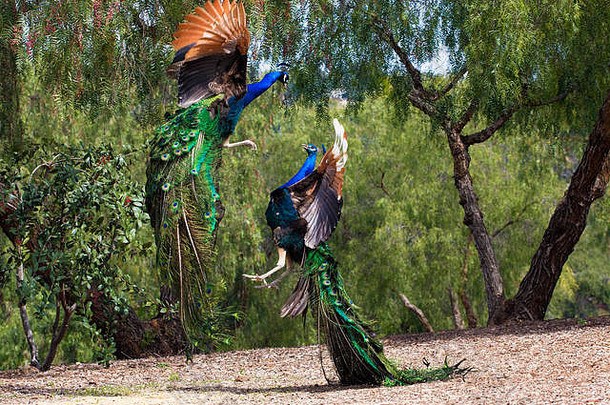 令人难以置信的空中展示了两只强大的竞争对手孔雀的优势、多彩的羽毛和自然环境