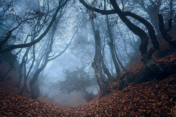 神秘的黑暗秋天森林蓝色的雾橙色叶子树分支机构秋天早....克里米亚山ai-petry
