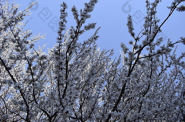 美丽的<strong>樱花樱花</strong>在春天的蓝天上绽放