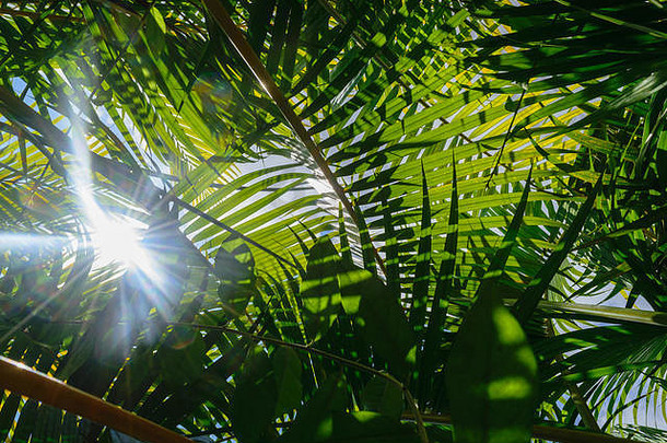 许多棕榈叶覆盖着天空。透过树叶可见的阳光