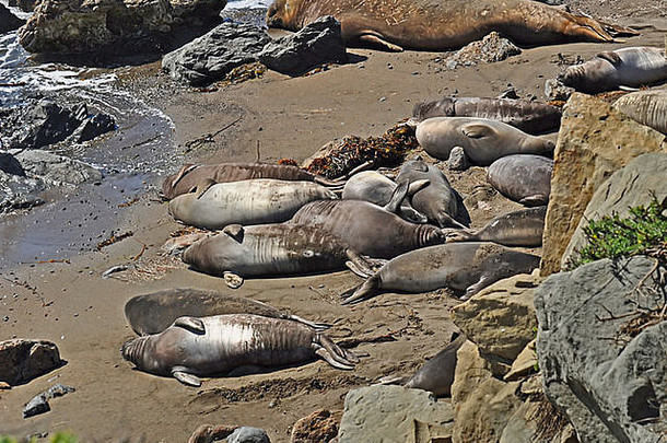 <strong>大</strong>苏尔海滩上的海豹。海豹队已经选择了一些海滩，在那里可以拖出水面躺在阳光下。
