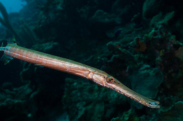 在荷属安的列斯群岛博内尔的韦伯欢乐潜水区巡逻的小号鱼（斑裂口鱼）