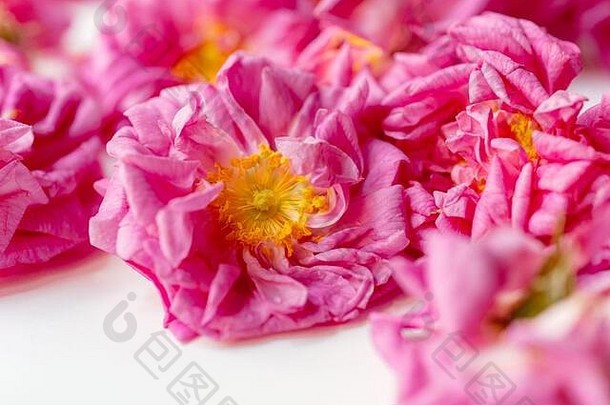 新鲜的选花朵有机种植大马士革玫瑰蔷薇属大马士革