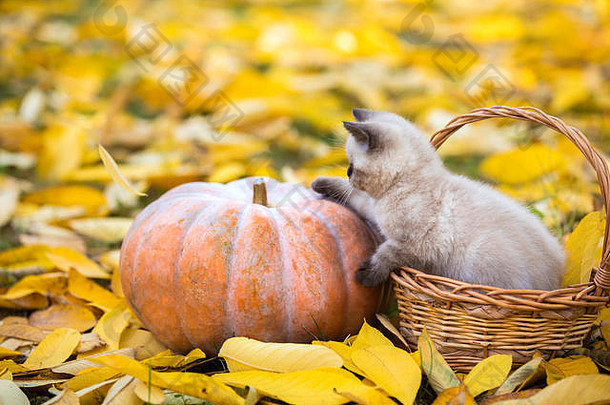 小猫坐在大南瓜旁边的篮子里。秋天，小猫坐在花园里的落叶上