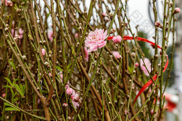 越南河内，盛开的树上开着粉红色的桃花，这是庆祝春节的<strong>传统习俗</strong>。