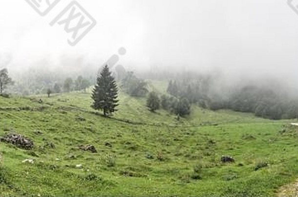 小道雾montagnole低音山意大利阿尔卑斯山脉雨厚云湿草树