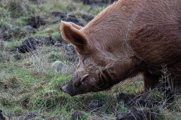 塔姆沃思猪（Sus scrofa domesticus）长牙公猪，苏格兰西南部Dumfries