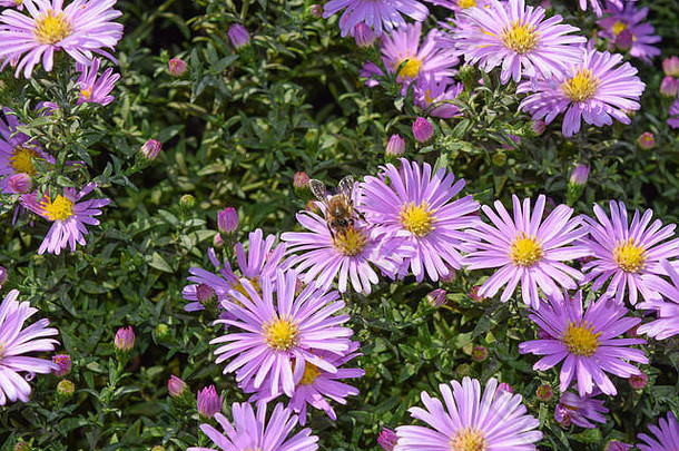 蜜蜂在浅紫色的花上喝花蜜。昆虫给花授粉。