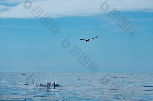 皮科亚速尔群岛附近的科里希尔沃特海豚和普通海豚