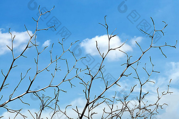 树分支机构蓝色的天空
