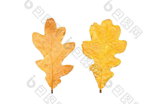 在白色背景上隔离的两片处于不同枯萎状态的秋叶