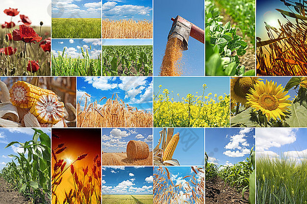 关于农业的图片拼贴