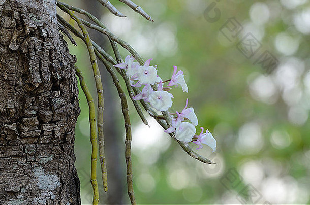 美丽的野生兰花石斛报春花森林泰国