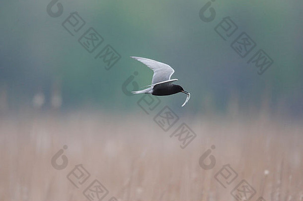 黑色的燕鸥克利多尼亚斯尼日尔苏里南繁殖羽毛飞行沼泽鱼
