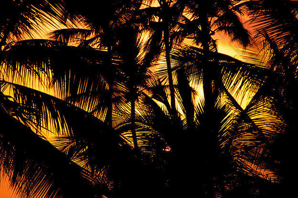 日落时棕榈树的轮廓。