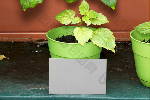一张空白的灰色卡片，靠在一个小的广藿香盆栽上，其他的广藿香盆栽也放在盆里。卡上的空间。