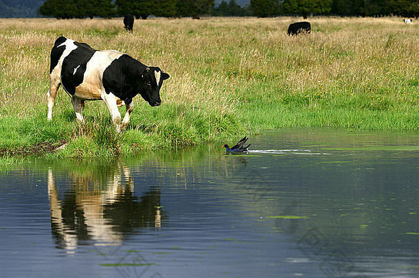 年轻的牛害怕紫水鸡鸟游泳接近池塘新西兰