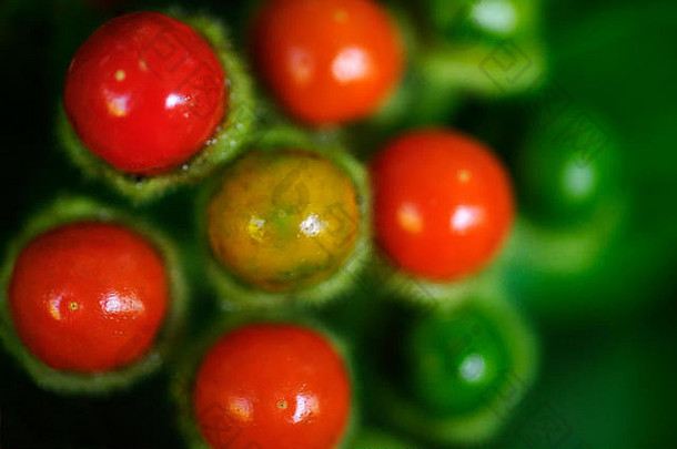 在经济上重要的属家庭茄属植物土豆番茄茄子辣椒辣椒贝尔辣椒