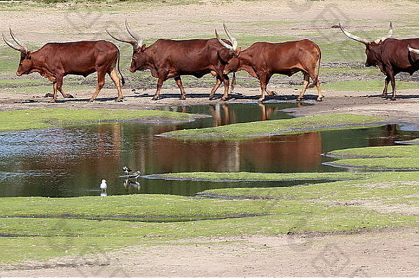 非洲Watusi牛群（非洲牛），又称Ankole Watusi长角牛或桑加牛。