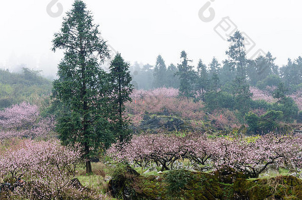 美丽的桃子花字段风景雾