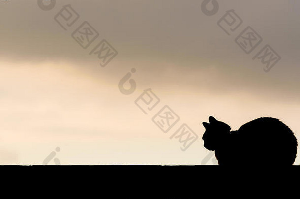 在直线墙上放置猫黑色剪影。背景是日落，乌云密布，图像中有自由的空白
