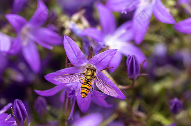 <strong>果酱</strong>狐蝠（Episyrphus balteatus），在紫色的风铃花上取食花蜜。<strong>果酱</strong>苍蝇可以吃