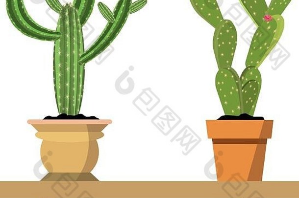 2盆仙人掌植物，靠着白色的墙壁放在漂亮的彩色花盆里。隔离在白色屋顶上的沃登架子上的室内植物。室内、办公室的道具