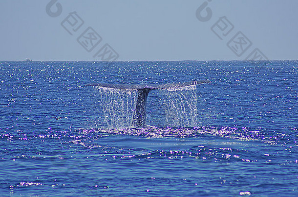 蓝色的鲸鱼尾巴太平洋海洋加州海岸