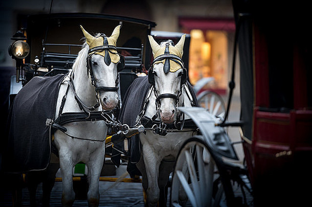 奥地利维也纳stefansplatz上的一对白马和复古马车。欧洲旅行。