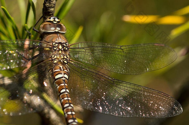 一只迁徙小贩蜻蜓（Aeshna mixta）在松树上休息的特写镜头。