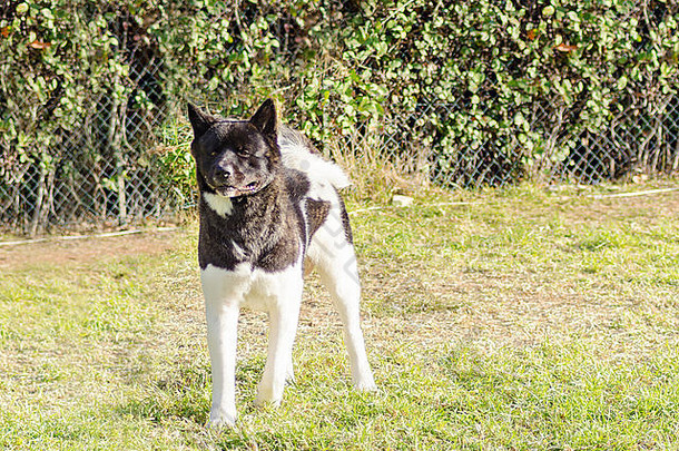 一只斑纹、黑白相间的美国秋田秋田犬在草地上行走的侧视图，以其柔软的尾巴而与众不同