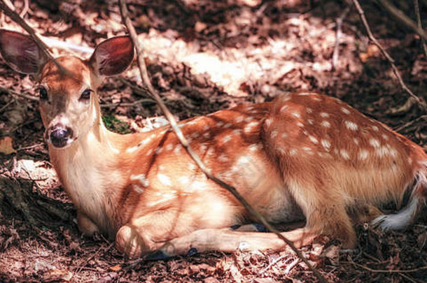 白尾母鹿，躺在树林里的鹿