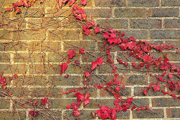 英格兰，砖墙上秋天常春藤叶子的特写镜头