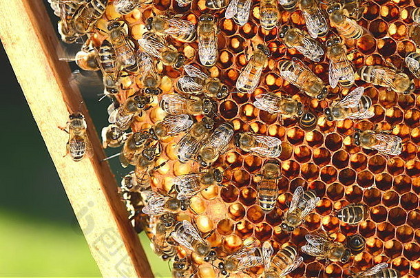 蜜蜂在蜂房里的蜂巢上